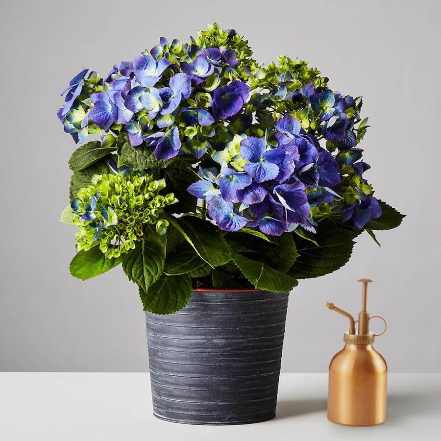 Hydrangea Plant